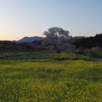 #高久の一本桜　#那須高原のさくら情報　#ドローン桜🌸