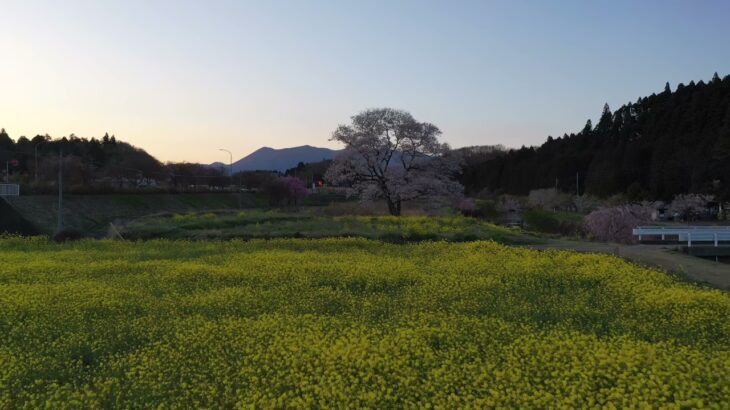 #高久の一本桜　#那須高原のさくら情報　#ドローン桜🌸