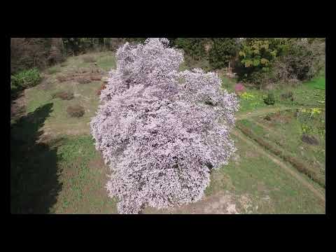 🚁ドローン空撮🚁　🌸一本さくら駒桜🌸