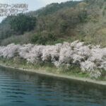 ドローンお花見　びわ湖を彩る“桜ロード”