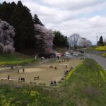 合戦場のしだれ桜　ドローンで撮影してみました
