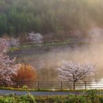 桜と霧のコントラスト