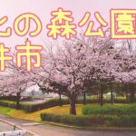 オンライン花見　文化の森公園【坂井市】