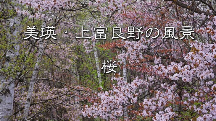 [風景写真スライドショー]　美瑛・上富良野の風景写真　桜