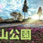 【絶景】絵本になりそうな綺麗な桜と山の風景【埼玉県秩父市羊山公園】