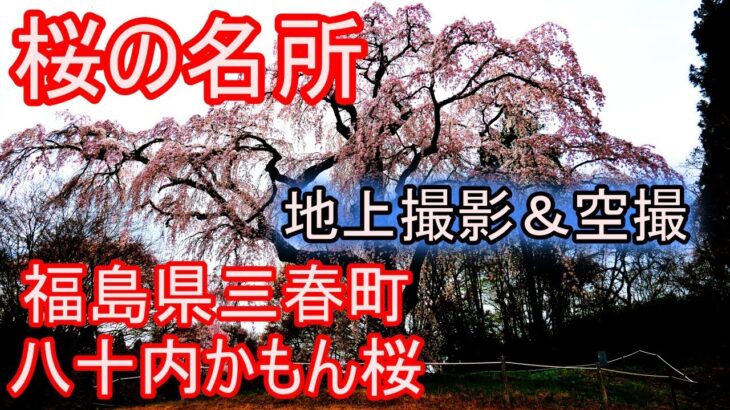【桜の名所】福島県三春町『八十内かもん桜』ドローン撮影
