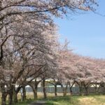 桜の遊歩道！ドローンで花見　＃ＤＪＩ　＃桜　＃空撮