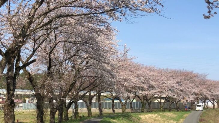 桜の遊歩道！ドローンで花見　＃ＤＪＩ　＃桜　＃空撮