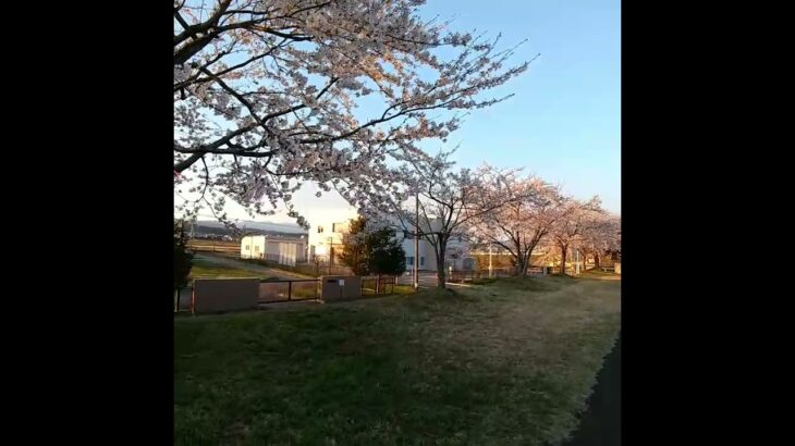 北秋田、田舎の桜、河川敷#秋田#お花見#田舎の風景#北秋田#桜