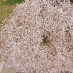 ドローン🚁✖️ 桜🌸