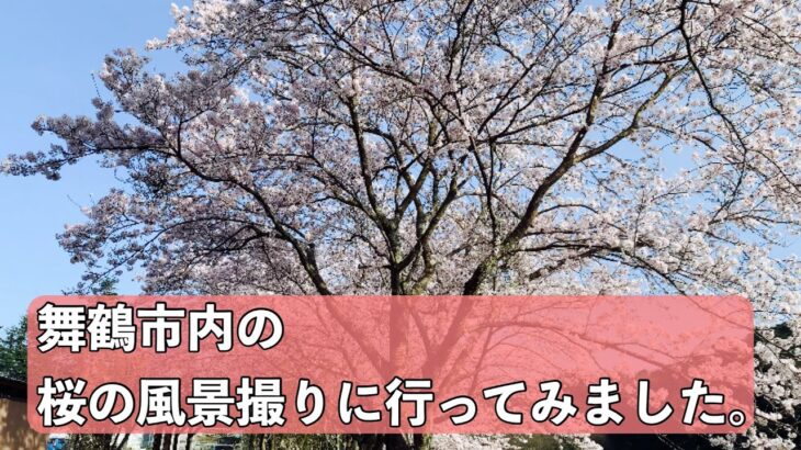 舞鶴市内の桜の風景撮りに行ってみました。