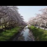 ドローン空撮映像　伊佐沼　桜