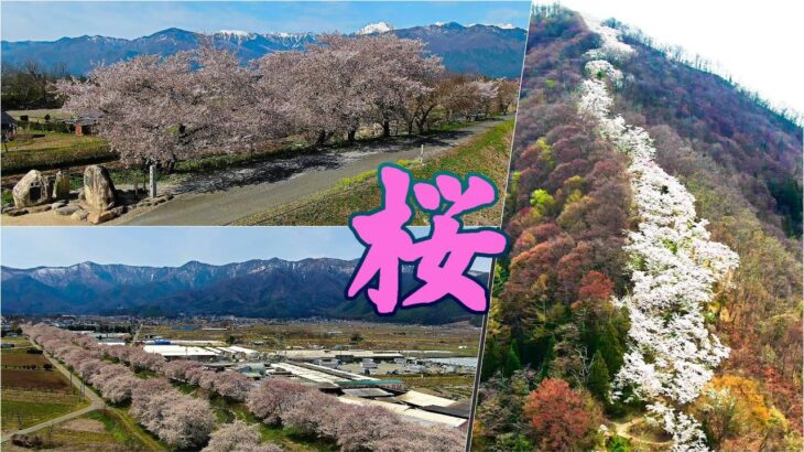 【安曇野 桜】満開の桜とアルプスの風景