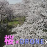 犬山の四季　桜風景♯９