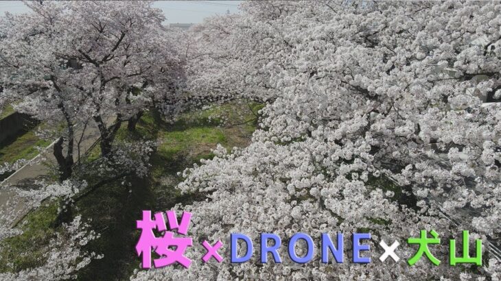 犬山の四季　桜風景♯９