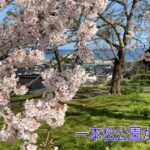 桜の動画＃７　公園内の桜の風景