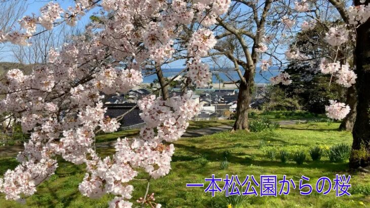 桜の動画＃７　公園内の桜の風景