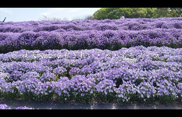 万博記念公園鶴見緑地（ネモフィラ・バラ見頃　オンライン花見動画）