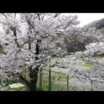 桜　ドローンで撮影してみた！