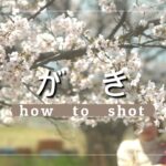 桜の動画！vlog撮影！ドローンで被写体を追っかけまわしてみた！
