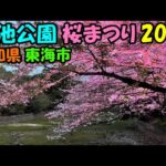 桜が綺麗だ花見をしよう 😁 大池公園 桜まつり🌸 2021 愛知県 東海市