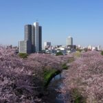 2021年船橋市海老川の桜をドローン空撮