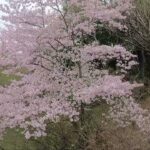 2021野津田公園　桜と里山風景ドローン撮影