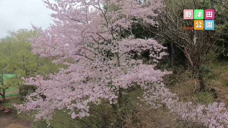 2021野津田公園　桜と里山風景ドローン撮影