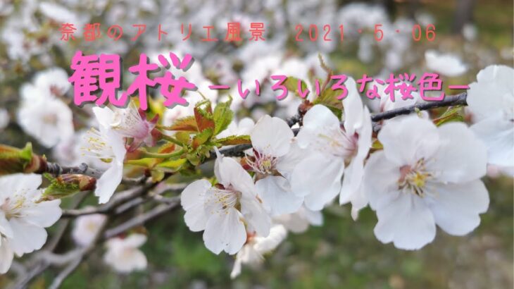 今後の作品のために今しか見れない花風景を見ておく！を言い訳に桜を見てきたよ ～いろいろな桜の色形～　奈都のアトリエ風景　2021.05.07