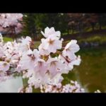 【札幌風景】中島公園の桜 20210503