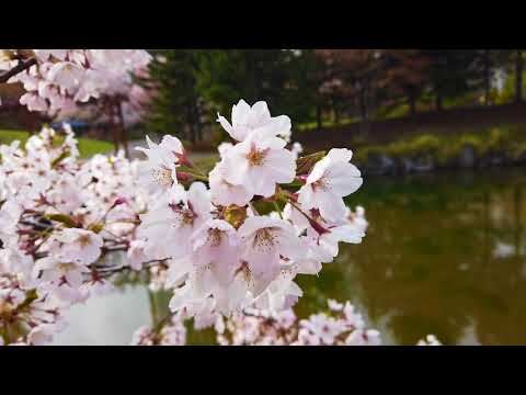 【札幌風景】中島公園の桜 20210503