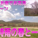 【2021お家でお花見・桜ドローン】七時雨の春と一本桜🌸【4K】