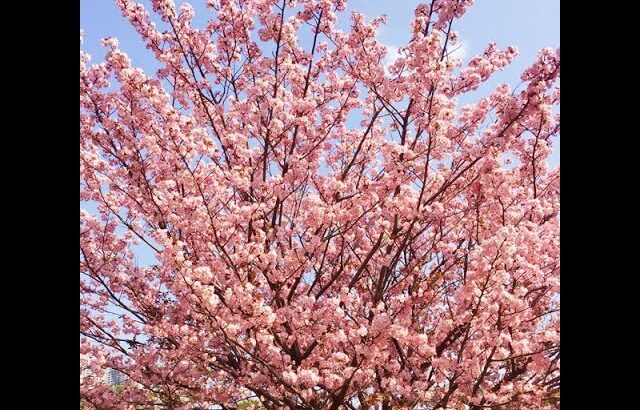 【港区の桜 3月🌸増上寺、芝公園、愛宕】#桜 #花見 #港区 #風景 #景色