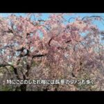 【舞歌の小部屋】第353回　私の好きな風景✨　～春の桜通り🌸～　MAIKA SAITO　齊藤舞歌