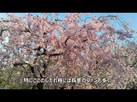 【舞歌の小部屋】第353回　私の好きな風景✨　～春の桜通り🌸～　MAIKA SAITO　齊藤舞歌