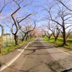 【360°VR】北斗市大野川桜並木