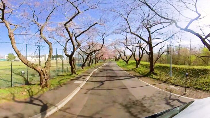 【360°VR】北斗市大野川桜並木