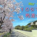 【360°VR】10分で花見 佐渡の桜（両津国仲編） VR360