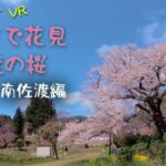 【360°VR】10分で花見 佐渡の桜（相川南佐渡編） VR360