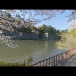 3DVR　水堀と名古屋城と桜　Nagoya castle sakura cherry blossoms hanami