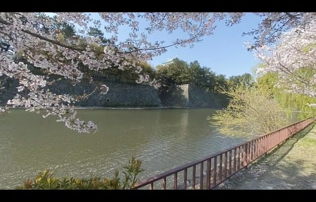 3DVR　水堀と名古屋城と桜　Nagoya castle sakura cherry blossoms hanami