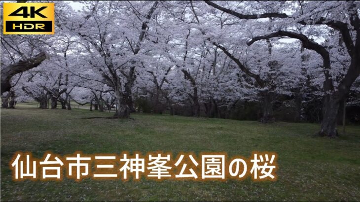 [4K] 仙台市三神峯公園の桜－仙台宮城の美しい風景