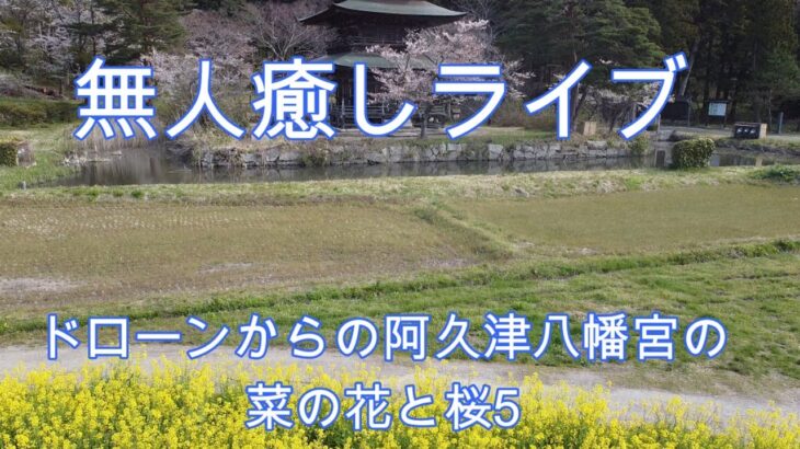 無人ライブドローンからの阿久津八幡宮の菜の花と桜5