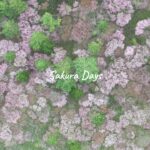 Sakura Days/桜 ドローン　富良野
