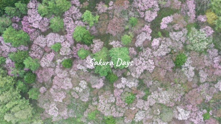 Sakura Days/桜 ドローン　富良野