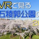 【VR180】VRで見る五稜郭公園の桜 2021