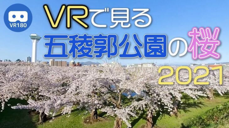 【VR180】VRで見る五稜郭公園の桜 2021