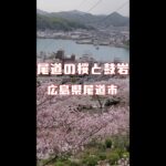 【ショート動画】尾道千光寺からの桜風景と鼓岩 #shorts