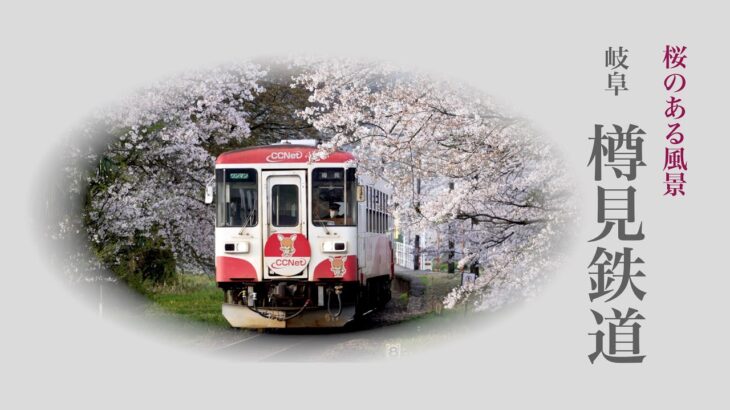 岐阜　樽見鉄道　桜のある風景