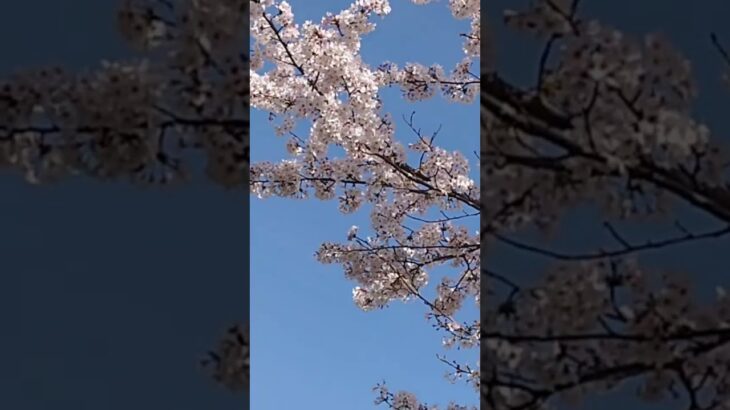 今日のさわやかぜ風景。川沿いの桜。青い空にその美しさがきわだちます。